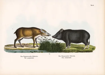 Papuanskt svin och siamesiskt svin