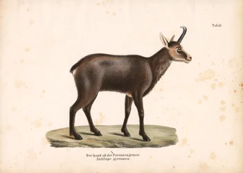 Pyreneisk Chamois eller Isard
