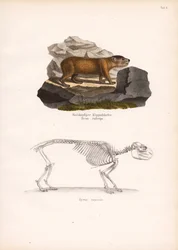 Rödhårig klipphyrax och skelett av Cape Rock Hyrax