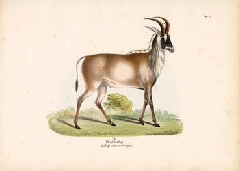 Roan-antilop