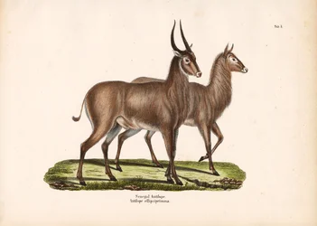 Senegalantilop