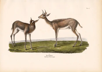 Sydlig rörbock