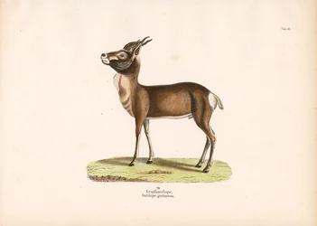 Springbok