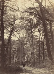 Skogsscen, ca. 1865.