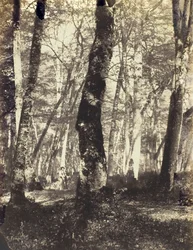 Studera i Barbizonskogen, 186069.
