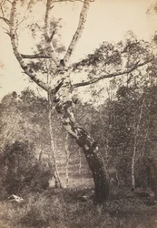 Studie av en björk, Barbizon, 1860-1870-talen.