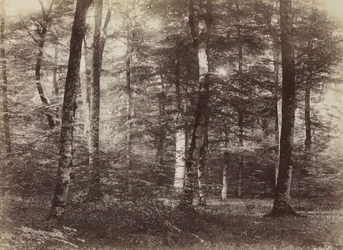Utan titel (The Forest of Fontainebleau)