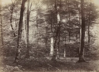 Utan titel The Forest of Fontainbleau, ca. 1874.