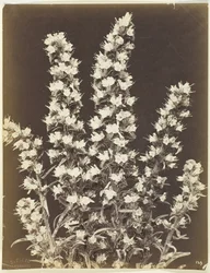 Utan titel [blommande växt], ca. 1870.