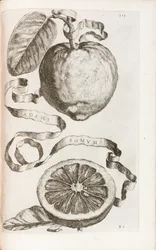 Adams äpple, tallrik 313 från "Hesperides or the Evil Culture and Usage of Golden Books" av Giovanni Battista Ferrari, 1646
