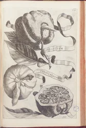 Horned Orange, tallrik 409 från "Hesperides or de Malorum Aureorum Cultura et Usu Libri quatuor" av Giovanni Battista Ferrari, 1646