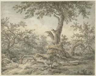 skogslandskap