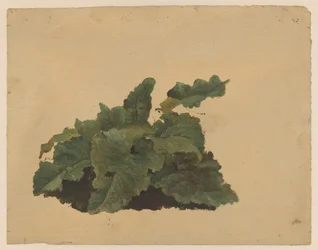 Blad av en rabarberliknande växt