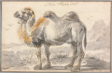 En kamel