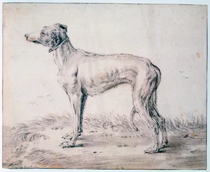 Vinthund, 1644