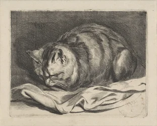 lilla katt