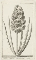 Hyacint
