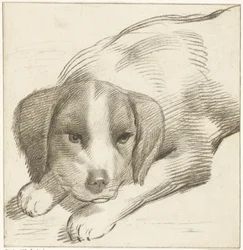 liggande hund