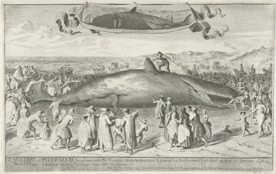 Kaskelot strandade vid Egmond aan Zee, 1764 Cagelot eller Potwhale, lång cirka 60 fot, strax norr om Egmond op Zee Strandad vid liv den 15:e februari 1764. den 1 mars där på auktion Såld för 810 Guldens (titel på objekt)