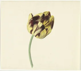 Tulp kallade Bizard den romerske påven