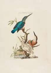 Holländska fåglar: Enligt deras hushåll, Aert och egenskaper, 1770-1829.
