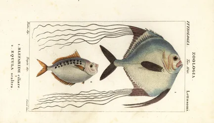 Afrikansk pompano, Alectis ciliaris, Blepharis ciliaris, Blefaride ciliare 1 och ponnyfisk, Poulain ruse, Leiognathus equulus 2