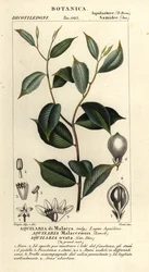 Agarved, Aquilaria malaccensis, Kritiskt hotad