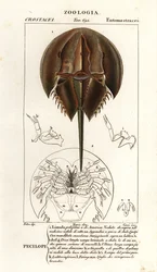 Atlantisk hästskokrabba, Limulus polyphemus