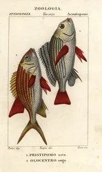 Bandad grunt, Pomadasys furcatus 1, och ekorrfisk, Holocentrus ascension 2