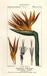 Paradisfågelblomma, Strelitzia reginae
