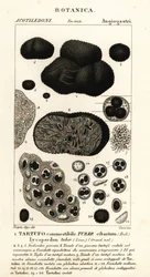 Svart tryffel, Tuber melanosporum (matknöl, ätbar tryffel, Lycoperdonknöl)