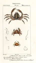 Bröstkrabba, Pilumnus hirtellus 1, ljusblå soldatkrabba, Mictyris longicarpus 2, ärtkrabba, Pinnotheres pisum 3