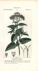 Fjärilsdimma, Ageratum corymbosum