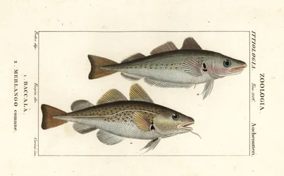 Torskfisk, Gadus morhua, Baccala 1 och vitling, Merlangius merlangus, Merlango comune 2
