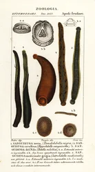 Vanlig svart igel, Hirudo verbana, var