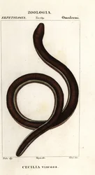 Vanlig gulbandig caecilian, Ichthyophis glutinosus