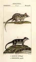 Östra quoll och vattenopossum