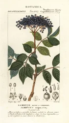 Europeisk svart fläder, Sambucus nigra, Sambuco nero o comune