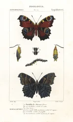 Europeisk påfågelöga, Aglais io