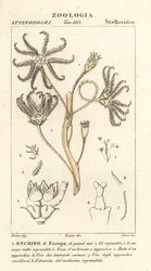 Utdöd crinoid Encrinus, Encrino dEuropa