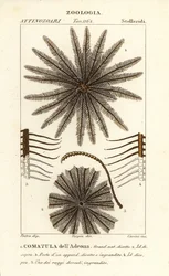 Feather star crinoid, Oligometrides adeonae, Comatula adeonae, Comatula dellAdeona
