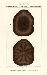 Platt havskex, Clypeaster rosaceus