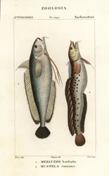 Gaffelskägg, Phycis phycis 1 och femskäggsrockling, Ciliata mustela