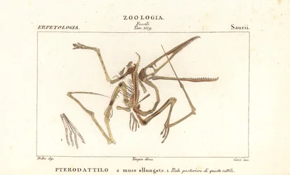 Fossilt skelett av en utdöd pterodactyl, Pterodactylus antiquus