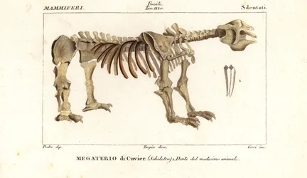 Fossilt skelett av den gigantiska jordslöjan, Megatherium americanum