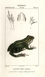 Grön groda, Pelophylax kl esculentus