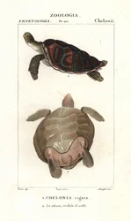 Grön havssköldpadda, Chelonia mydas hotad