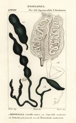 Grön skedmask, Bonellia viridis