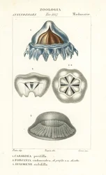 Hjälmmaneter, Periphylla periphylla 1, Phorcynia cudonoidea 2 och Eulimene ciclophylla 3