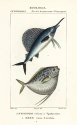 Indo-Stillahavssegelfisk, Istiophorus platypterus 1 och månfisk, Mene maculata 2